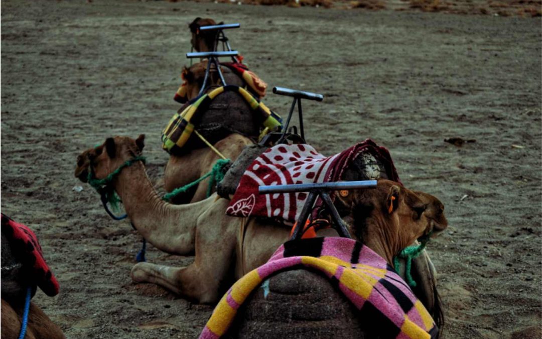 Marruecos Paseo en Camello