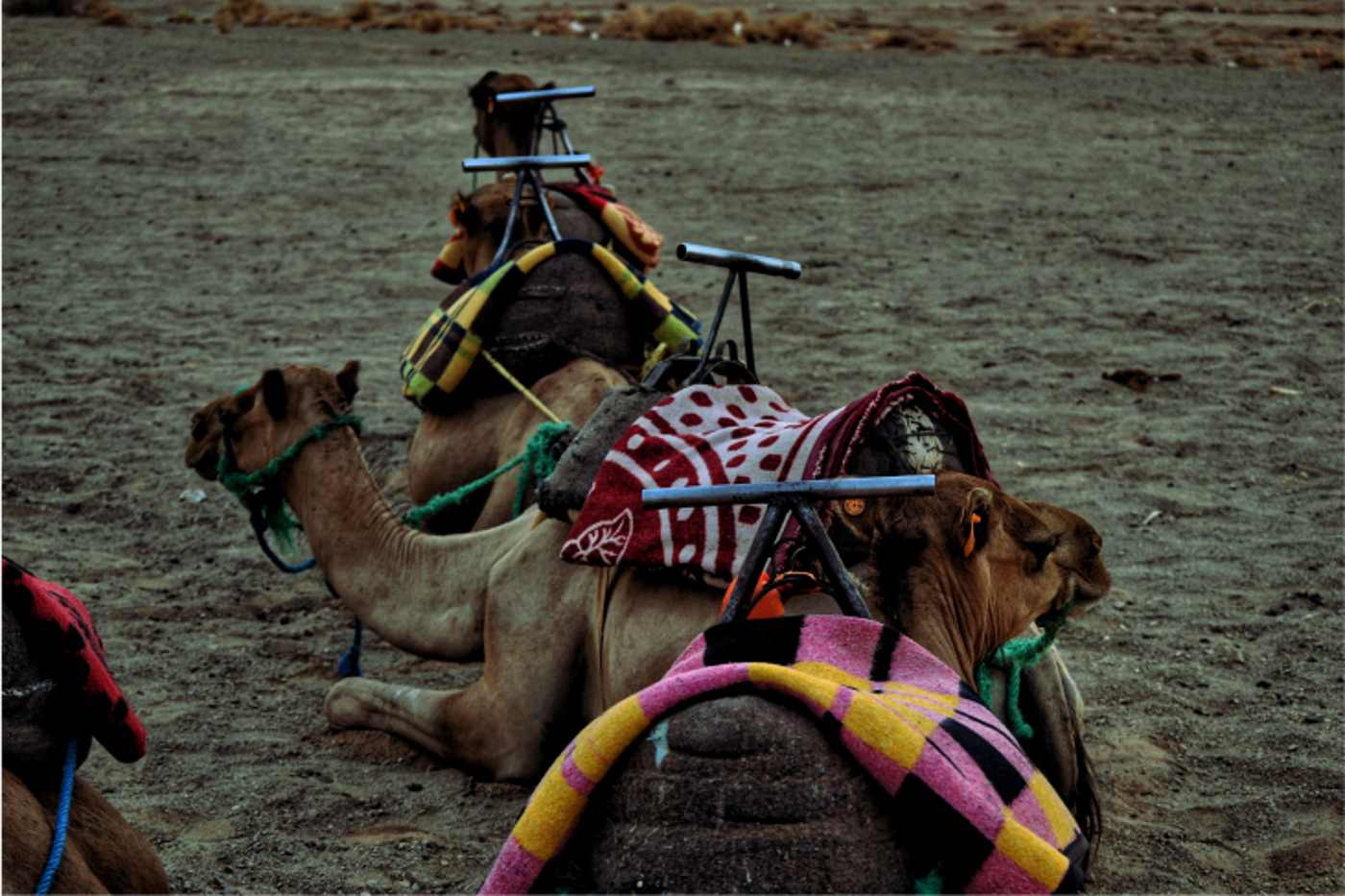 Paseo-Camello-Desierto-Merzouga-Marruecos paseo camello desierto merzouga
